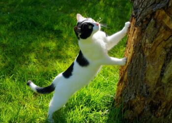 Unleashing Potential: The Power of Curiosity-Driven Learning for Lifelong Success