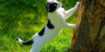 Unleashing Potential: The Power of Curiosity-Driven Learning for Lifelong Success