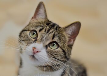 Unlocking the Power of Curiosity: How Inquiry-Based Learning Drives Student Success