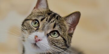 Unlocking the Power of Curiosity: How Inquiry-Based Learning Drives Student Success