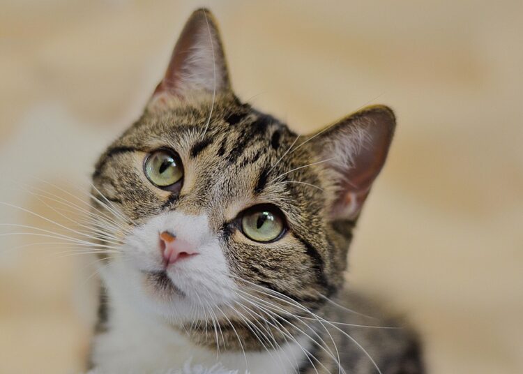 Unlocking the Power of Curiosity: How Inquiry-Based Learning Drives Student Success