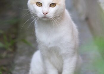 Unlocking Potential: The Power of Curiosity-Driven Education for Lifelong Learning