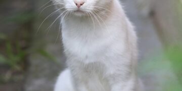 Unlocking Potential: The Power of Curiosity-Driven Education for Lifelong Learning