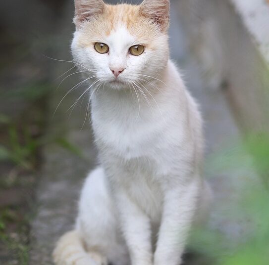 Unlocking Potential: The Power of Curiosity-Driven Education for Lifelong Learning