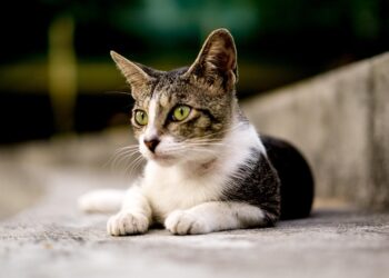 The Secrets of Intriguing Living: Uncover the Key to a Fulfilling Life