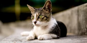 The Secrets of Intriguing Living: Uncover the Key to a Fulfilling Life