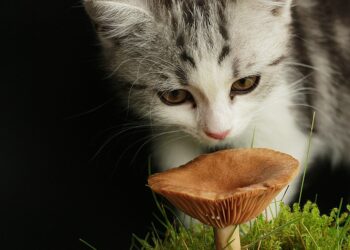 Unlocking the Power of Curiosity: Engaging Learning Activities for Lifelong Learners