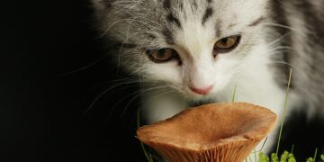 Unlocking the Power of Curiosity: Engaging Learning Activities for Lifelong Learners