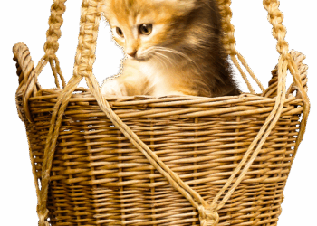 Unleashing the Power of Curiosity: How Curiosity Learning Can Transform Your Education