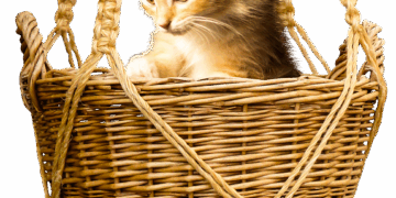 Unleashing the Power of Curiosity: How Curiosity Learning Can Transform Your Education