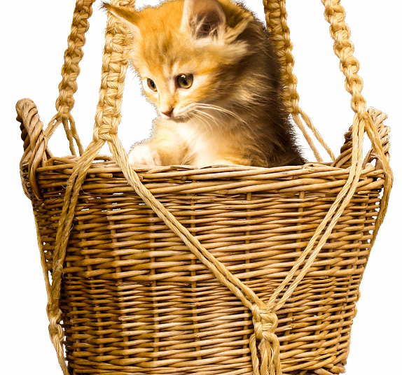 Unleashing the Power of Curiosity: How Curiosity Learning Can Transform Your Education