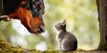 Unlocking the Power of Curiosity: How Curiosity Learning Can Transform Education