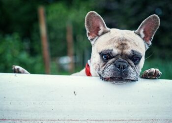 Unlocking the Power of Curiosity: How to Foster Lifelong Learning in Today’s Digital Age