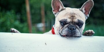 Unlocking the Power of Curiosity: How to Foster Lifelong Learning in Today’s Digital Age