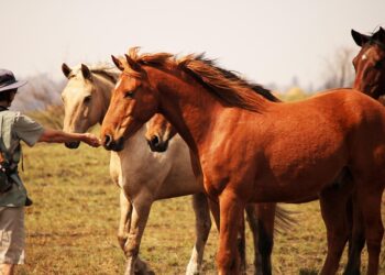 The Power of Curiosity: Igniting a Love for Lifelong Learning