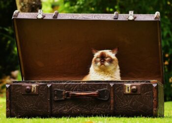 Embracing the Chaos: Thriving in a World of Random Living