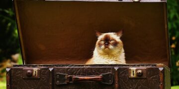 Embracing the Chaos: Thriving in a World of Random Living