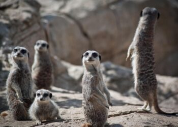 Unlocking the Secrets of Curious Living: Exploring the Power of Intentional Exploration