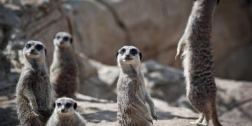 Unlocking the Secrets of Curious Living: Exploring the Power of Intentional Exploration