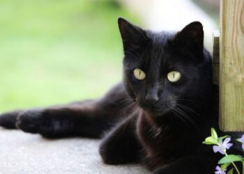 Unlocking Infinite Potential: The Power of Curiosity-Driven Education