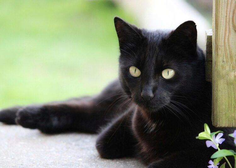 Unlocking Infinite Potential: The Power of Curiosity-Driven Education