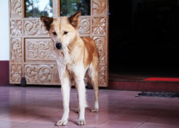 The Curiosity Quest: A Journey of Discovery and Growth