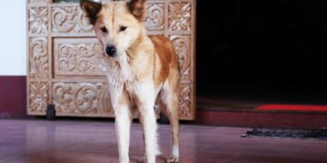 The Curiosity Quest: A Journey of Discovery and Growth